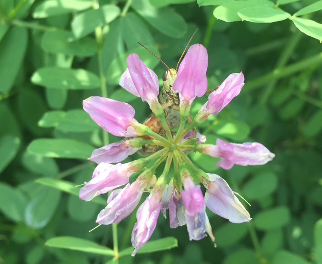 Red-Legged Grasshopper