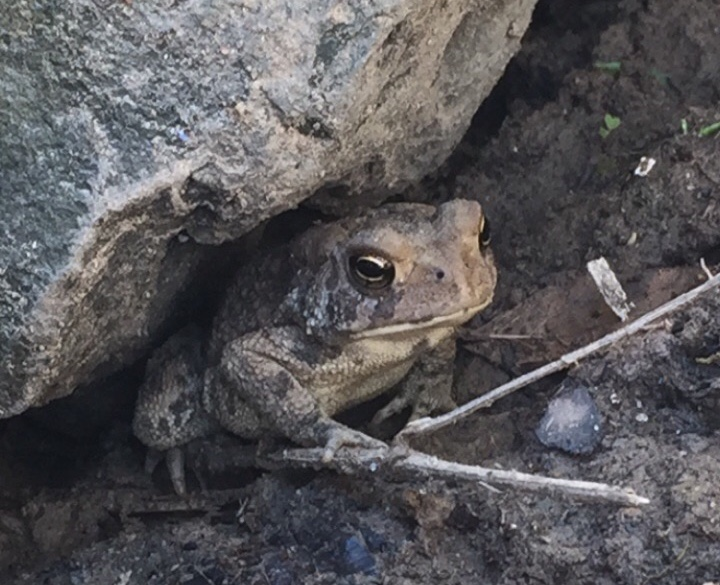 American Toad