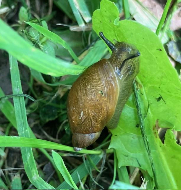 Garden Snail
