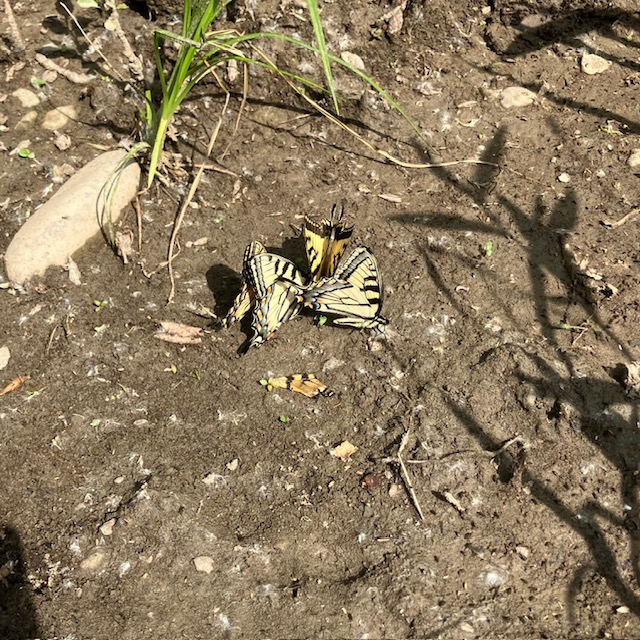 Tiger Swallowtails