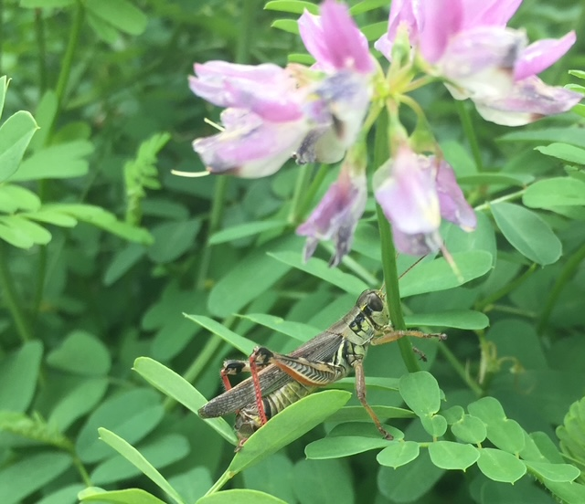Red-Legged Grasshopper