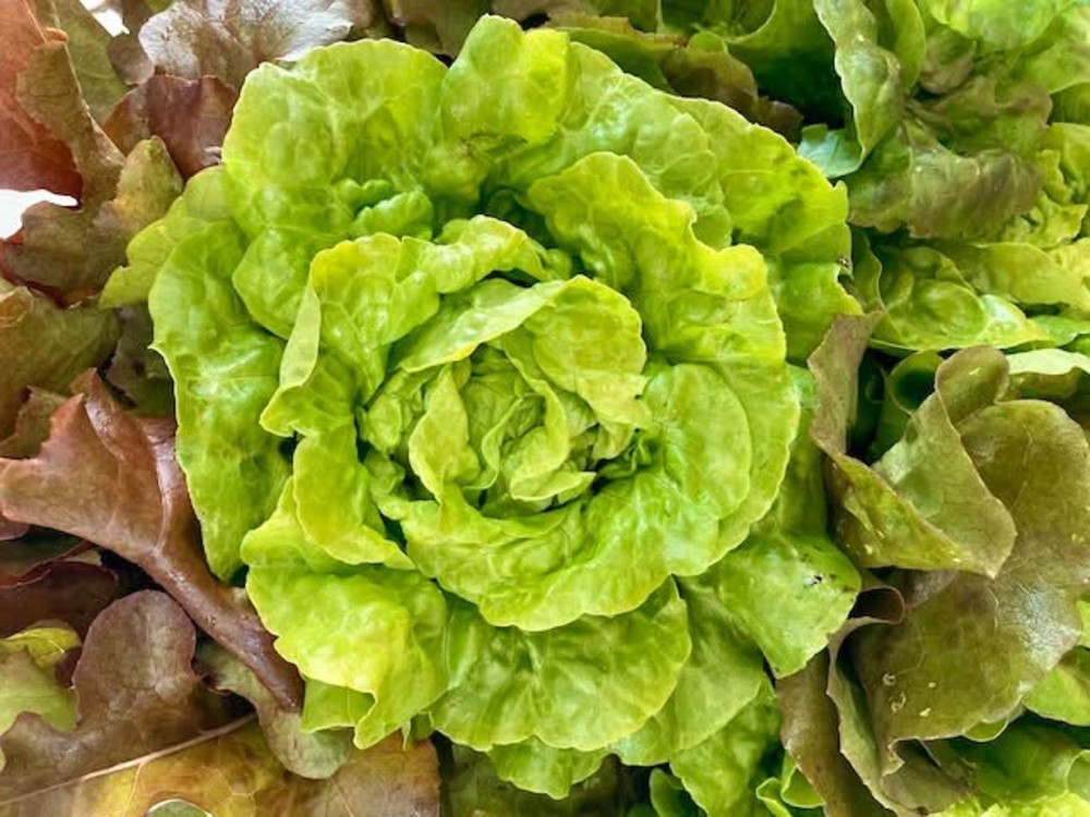 Heather Ridge Farm